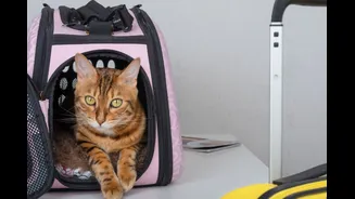 Beating The Heat: A Guide To Ensure Your Cats Are Hydrated In The Summer