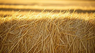 Investing Wisdom: Jack Bogle's Haystack Strategy