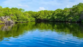 How Eastern Coast Mangrove Afforestation Projects Protect Shorelines From Severe Storm Surge Erosion