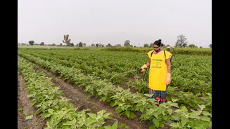 Understanding Crop Insurance: A Lifeline for Indian Farmers