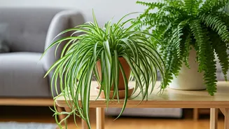 Spider Plants And Ferns Chosen Specifically For Animal Safety