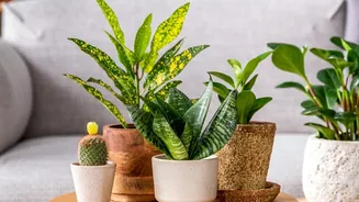 Pot Shape And Colour Should Complement The Plant Rather Than Overpower It Shows Why Planter Scale Should Match Both The Plant And The Furniture Aro...