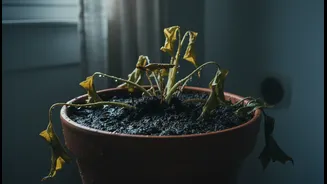 Wet Leaves, Packed Pots And Poor Ventilation Create A Risky Combination