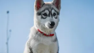 Include Distinctive Markings in Your Pet's Identification Notes