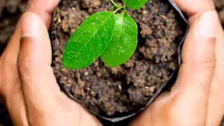 Repotting May Be Urgent If Soil Stays Waterlogged for Too Long