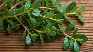 Discover Purslane: 5 Delicious Ways to Elevate Your Meals with This Tangy Superfood