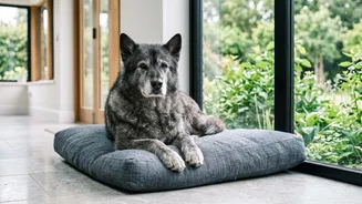 DNA Study On Why Large Dogs Age Faster Explained: Male And Female Dogs Showed Different Ageing Patterns