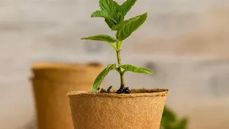 Simple Monsoon Gardening Hacks: Growing Basil, Mint, Lemongrass In Small Spaces
