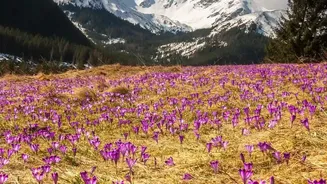 Ladakh's Lilium Fields Add Bright Colour To A Stark Mountain Landscape