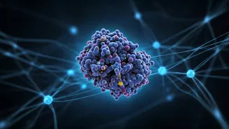 Unlock Youthful Brains: Key Protein Reverses Age-Related Neural Decline