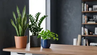 Simple Gardening Tips For Beginners Foolproof Indoor Houseplants You Can Care For Easily