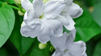 Looking For Balcony Plants? These Monsoon Bloomers Are Worth Trying