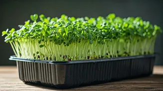 Low Cost Gardening Guide Grow Microgreens Inside Recycled Trays