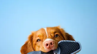 The Rainy-Season Dog-Care Checklist Includes Paws, Fur, Drying And Tick Prevention