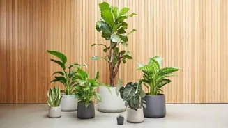 How to grow jute plants at home