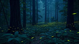 Monsoon Forests Glow With Thousands Of Fireflies