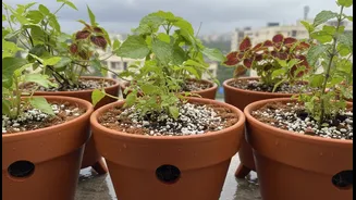 The Secret to Thriving Balcony Plants This Monsoon Is Better Drainage