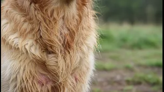 Why Leaving Pet Fur To Air-Dry Post-Rain Triggers Dangerous Wet-Coat Dermatitis In Dogs
