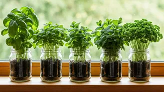 Grow Your Own Herbs in Jars: A Budget-Friendly Indoor Garden