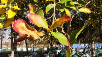 Bushwillow: A plant with many health benefits