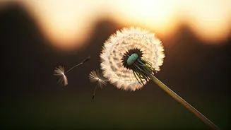 Embracing Letting Go: Jack Kornfield's Wisdom on Surrendering Control for Inner Peace