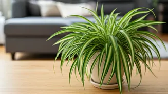 Spider Plants Are Winning Pet-Safe Home Decor