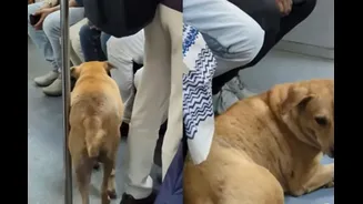 ‘He Is More Civilised Than..’: Stray Dog Spotted Inside Kolkata Meto, Locals Say ‘Firecrackers Se Bhaga’ | Video