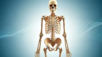 Bone Health Myths Busted: What Truly Builds Strong Bones