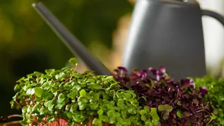 Why Urban Micro-Farms Choose Spent Coffee Grounds For Scalable Mushroom Yields