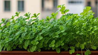 Mint And Coriander Make Balconies Actually Useful