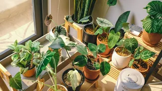 Ar-condicionado natural? 5 plantas que ajudam a deixar a casa mais fresca nos dias quentes