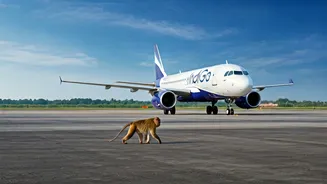 Monkey Business: IndiGo Flight Aborts Lucknow Takeoff After Simian Stroll on Runway