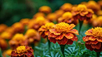 Rainy Season Blooms Belong To Marigolds
