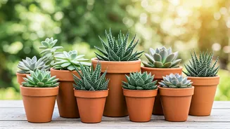10 Succulents for Effortless Beauty & Minimal Care