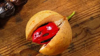 The Limits Of Nutmeg Claims: Nutmeg's Flavour Is Better Established Than Brain Benefits