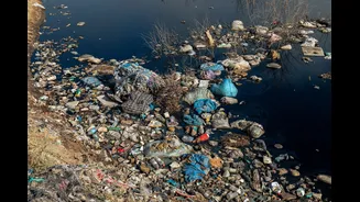 Understanding Pollution in Kabini Backwaters: Causes and Prevention