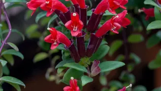 Monsoon-Friendly Flowering Plants Can Refresh Balconies Without High Maintenance