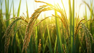 Breakthrough Rice Gene: Boosting Harvests, Slashing Fertilizer Needs for a Greener Future!