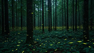 Monsoon Evenings Glow With Incredible Firefly Displays