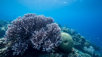 How Scientists Locate Climate Resilient Coral Stocks To Support Marine Habitat Restoration Projects