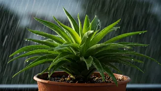 Plant Parents, Your Monsoon Prep Starts Now