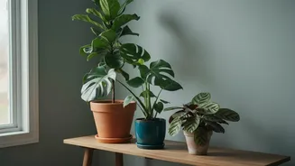 Build A Plan For Houseplant Shopping Around Window Direction, Then Add Room Humidity