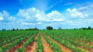 India's Crop Season Could Feel The Impact Of Rainfall Gaps