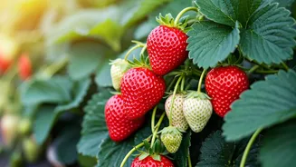 Cultivating Strawberries: A Guide for Farmers