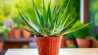 August's Heat-Humidity Balcony Test Makes Heat-Tolerant Varieties More Important