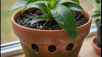 Blocked Drainage Holes Can Turn Healthy Monsoon Pots Into Root-Rot Traps