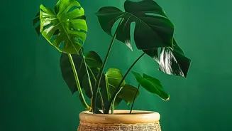 Indoor Plants Remain Popular Despite Mixed Air Quality Evidence