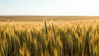 Uttar Pradesh Wheat Procurement Kicks Off: 3,574 Centres Ready, Farmers Registering in Large Numbers