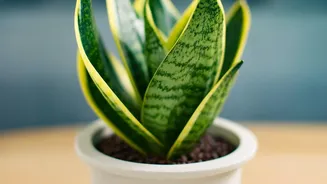 Can Houseplants Improve Indoor Air? New Study Adds Important Context