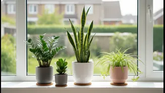 Grow These Indoor Plants Without Much Maintenance